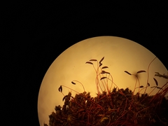 Syntrichia antarctica