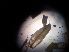 Syntrichia antarctica