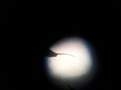 Syntrichia antarctica