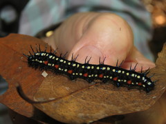 Doleschallia bisaltide australis