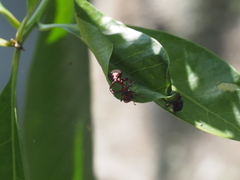 Strigapoderus
