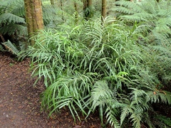 Pteris umbrosa