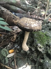 Boletellus ananas image