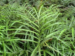 Pteris umbrosa