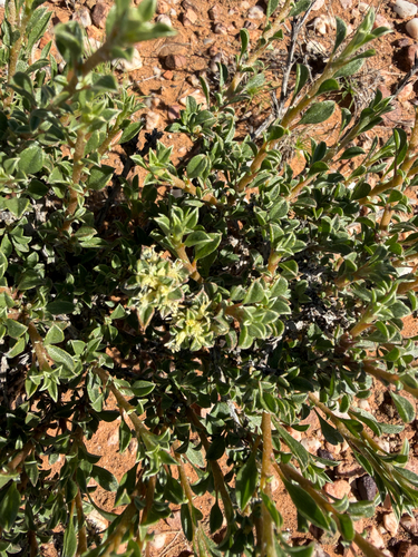 Aizoon schellenbergii (Aizoon schellenbergii)