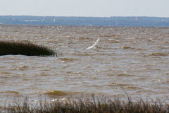 Lampetra fluviatilis