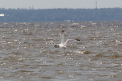 Lampetra fluviatilis