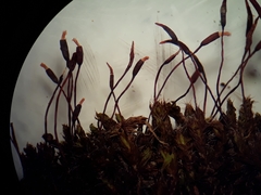 Syntrichia antarctica