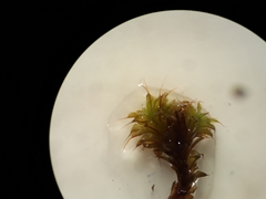 Syntrichia antarctica