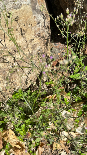Cyanthillium cinereum observed 2026-04-25