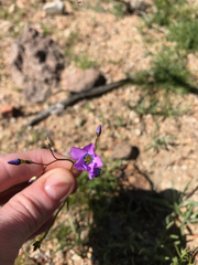 Gilia cana