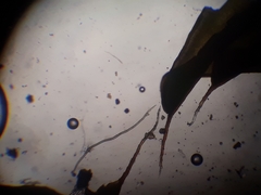 Syntrichia antarctica