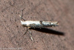 Argyresthia