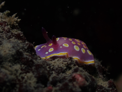 Felimida luteorosea