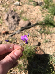 Gilia cana