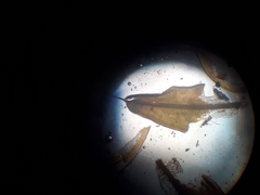 Syntrichia antarctica