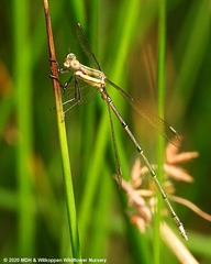 Lestes plagiatus
