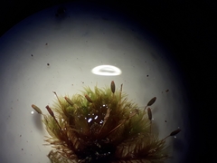 Orthotrichum tasmanicum tasmanicum