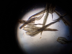 Orthotrichum tasmanicum tasmanicum