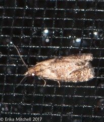 Phtheochroa