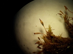 Orthotrichum tasmanicum tasmanicum