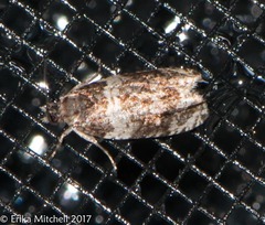 Olethreutes fasciatana