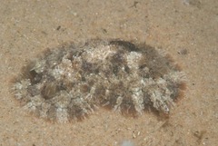 Dendrodoris tuberculosa