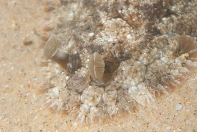Warty Sucking Dorid