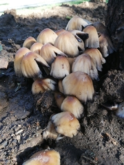 Coprinellus micaceus