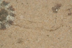 Dendrodoris tuberculosa