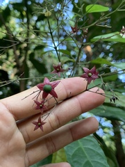 Clerodendrum laevifolium