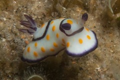 Goniobranchus annulatus