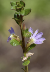 Scaevola albida
