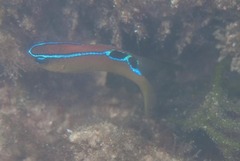 Chrysiptera brownriggii