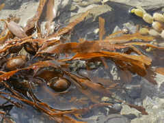 Carpophyllum flexuosum