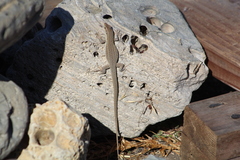 Podarcis siculus siculus