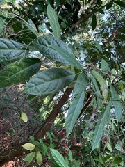 Clerodendrum laevifolium