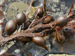 Carpophyllum flexuosum
