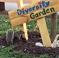 Sciurus carolinensis