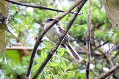 Mecocerculus leucophrys
