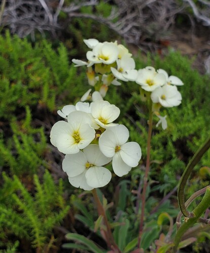 Erysimum concinnum, photograph 6