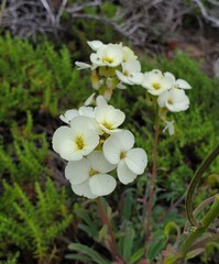 Erysimum concinnum, photograph (c) Alex, some rights reserved (CC BY)