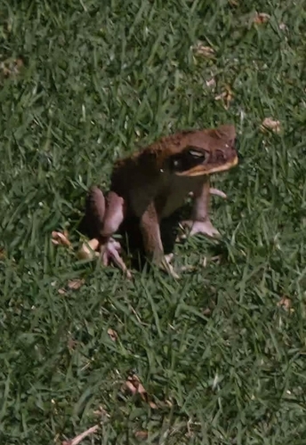 Cane Toad