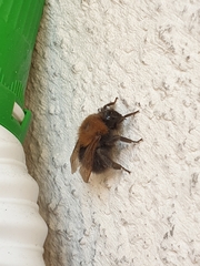 Bombus