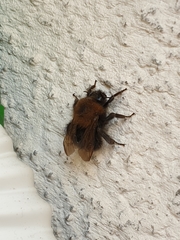 Bombus