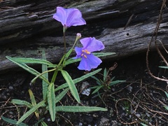 Solanum vescum