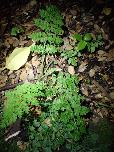 Corydalis cheilanthifolia, photograph 2