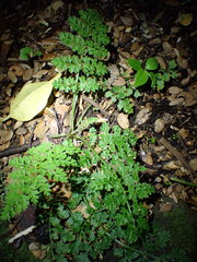 (c) naturewatchwidow, some rights reserved (CC BY) Corydalis cheilanthifolia, photograph (c) naturewatchwidow, some rights reserved (CC BY)