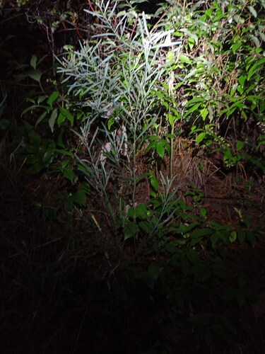 Acacia stricta, photograph 4