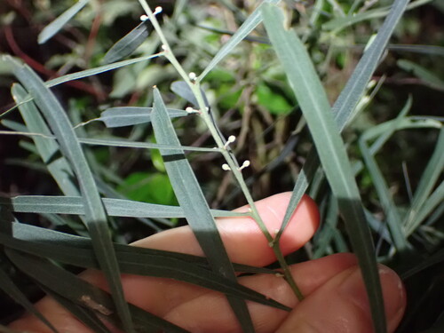 Acacia stricta, photograph 3